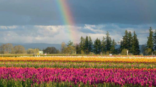 Breve parentesi fredda si chiude presto: ecco quando torna la primavera